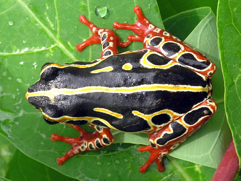 File:Tree frog congo 2.jpg