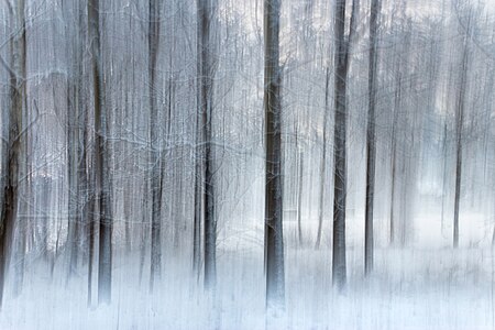 Trees in ICM on Myrstigen hiking trail, Brastad