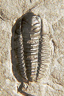 <span class="mw-page-title-main">Rome Formation</span> Cambrian era geologic formation in Tennessee, United States