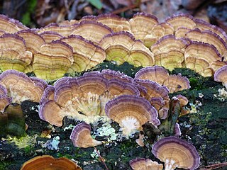 <i>Trichaptum biforme</i> Species of fungus