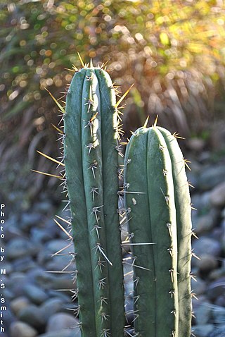 <i>Trichocereus uyupampensis</i> Species of cactus