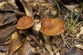 <i>Tricholomopsis bambusina</i> Species of fungus