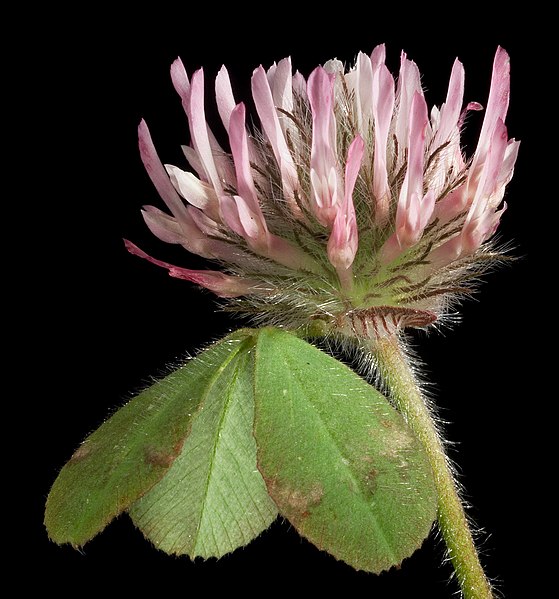 File:Trifolium hirtum - Flickr - Kevin Thiele.jpg