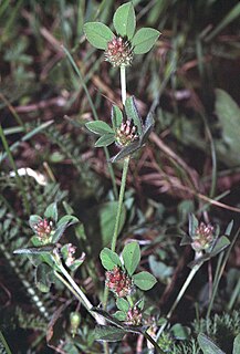 <i>Trifolium striatum</i> species of plant