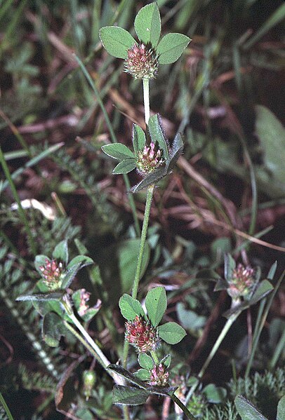 File:Trifolium striatum1 eF.jpg