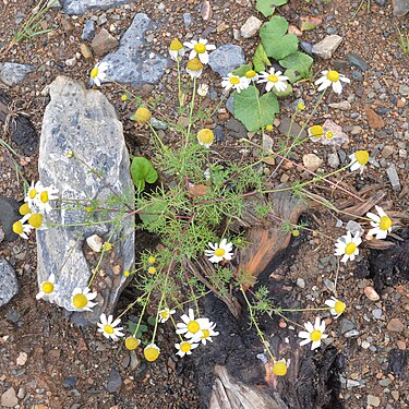 Asteraceae