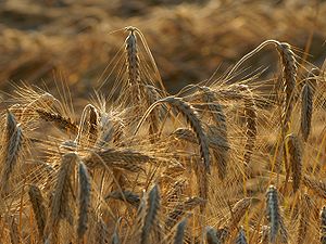 Wheat * Triticum polonicum L.