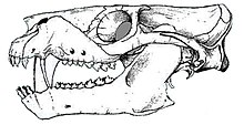 Trucidocynodon.jpg