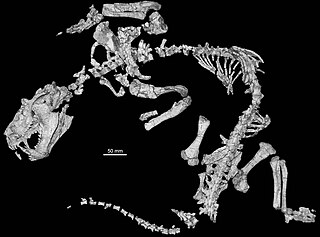 <i>Trucidocynodon</i> Extinct genus of cynodonts