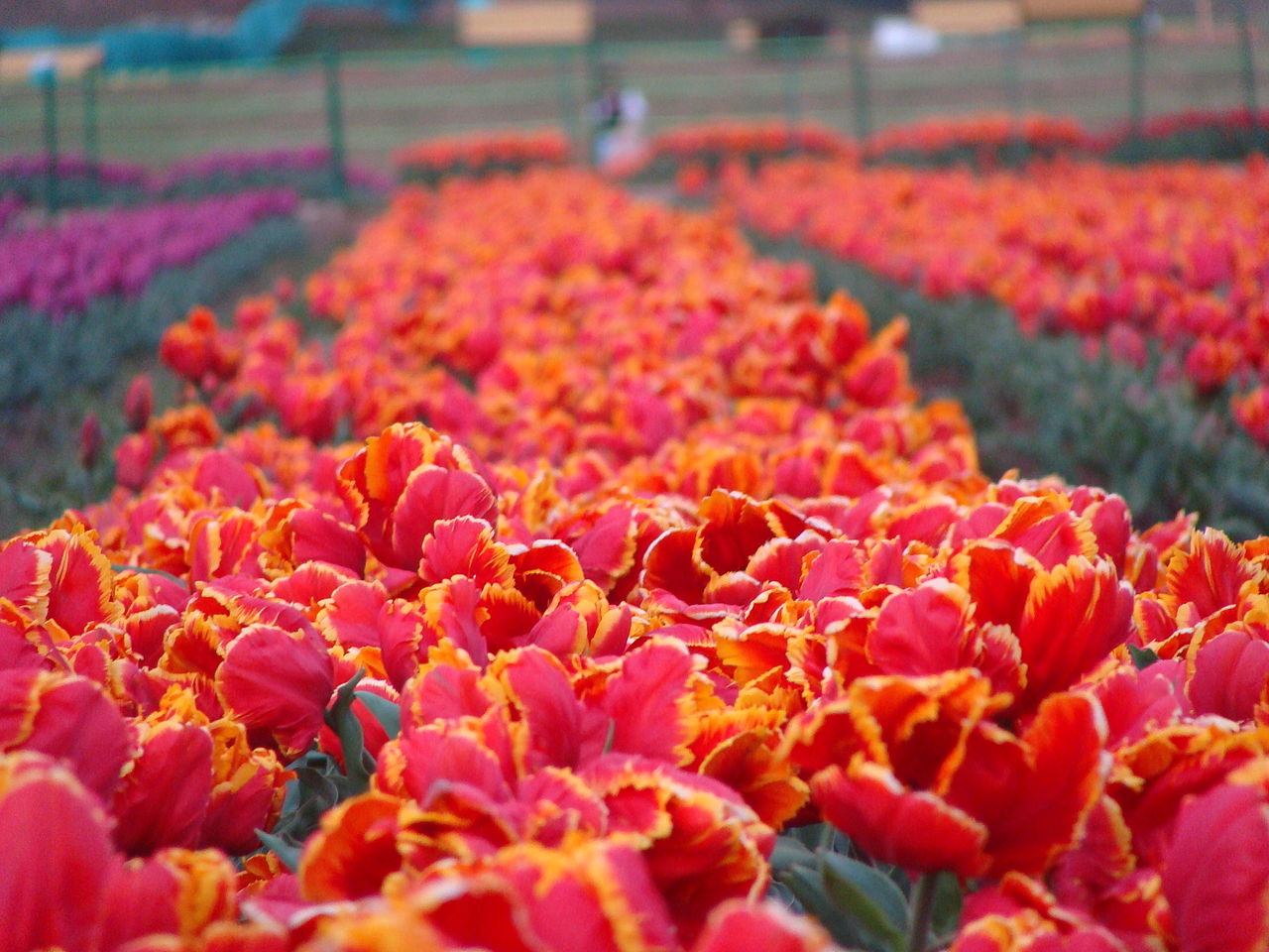 File Tulip Garden In Kashmir Jpg Wikimedia Commons