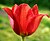 Uma tulipa "Page Polka"