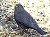 Turdus merula mandarinus Hong Kong 1.jpg