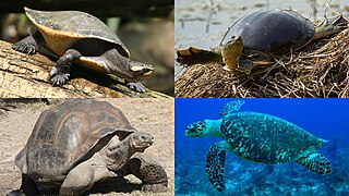 Turtle Reptiles with a bony or cartilaginous shell