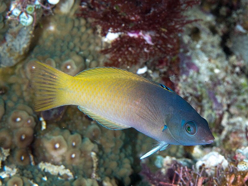 File:Twotone wrasse (Halichoeres prosopeion) (28799875627).jpg