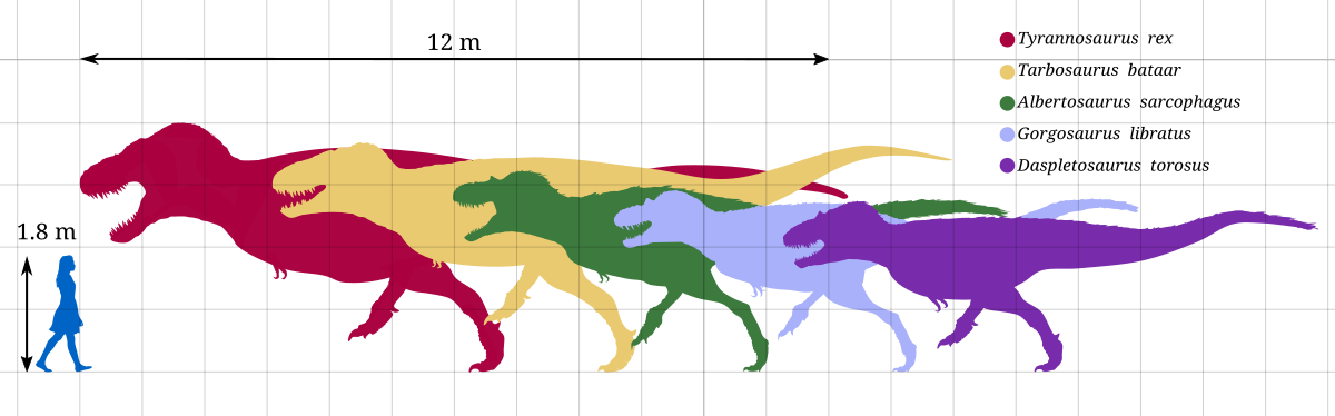 Top 10 tyrannosáuridos más grandes 1200px-Tyrannosauridae_Size_Diagram_by_PaleoGeek.svg