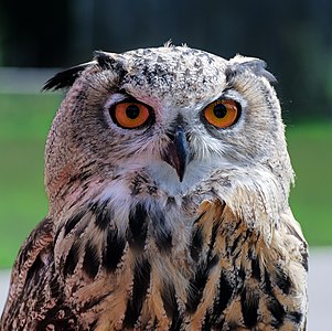 Head portrayal of a Bubo Bubo (eagle owl)