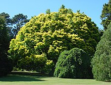 Ulmus 'Louis van Houtte' v botanické zahradě v Christchurch na Novém Zélandu (1) .jpeg