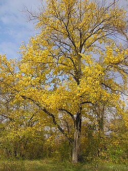 Ulmus laevis (fall colors).jpg