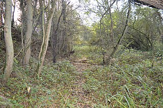 Upware South Pit