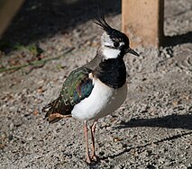 Crested Lapwing osoitteessa Eekholt.jpg