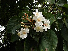 Vernicia montana 2.jpg