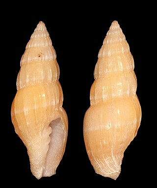 <i>Vexillum trophonium</i> Species of gastropod