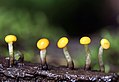 Vibrissea truncorum, family: Vibrisseaceae image source: Mushroom Observer[13]