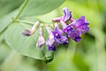 ナンテンハギ Vicia unijuga