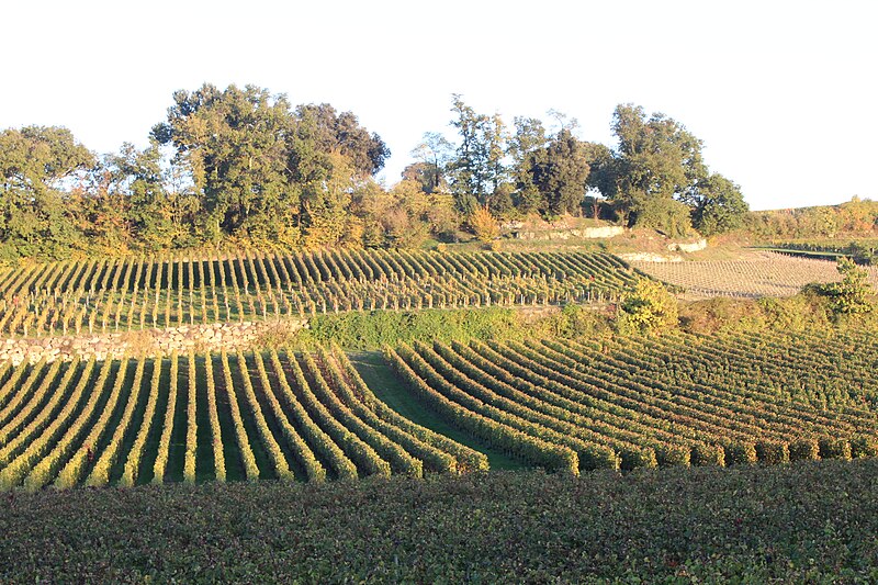 File:Vignoble Saint-Emilion.jpg