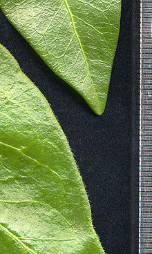 Leaf margins for comparison; Vinca minor above, Vinca major below; note hairless margin of V. minor, hairy margin of V. major. Scale in mm. Vinca major-minor margins.jpg