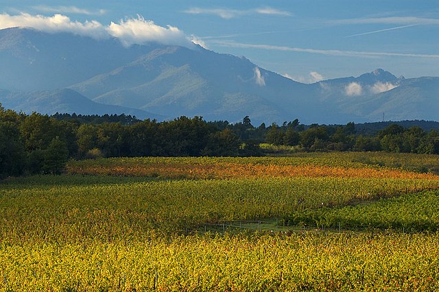 The extensive vineyards of the Languedoc-Roussillon region, southern France