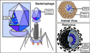 Miniatura per Càpsida