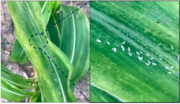 Thumbnail for Maize dwarf mosaic virus