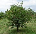 1. Een vruchtdragende kers, Prunus cerasus , in de herfst.
