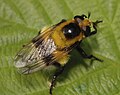 September 11: A Volucella bombylans hoverfly.