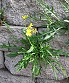 growing in wall, honeybee on flower