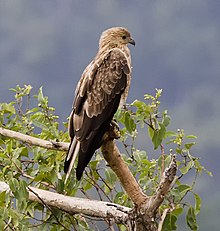 Whistling kite (8670936879).jpg