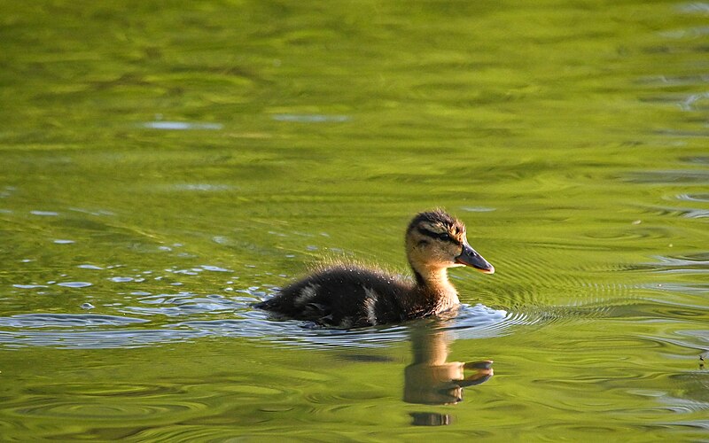 File:Wild duckling in Ostrava 3.jpg