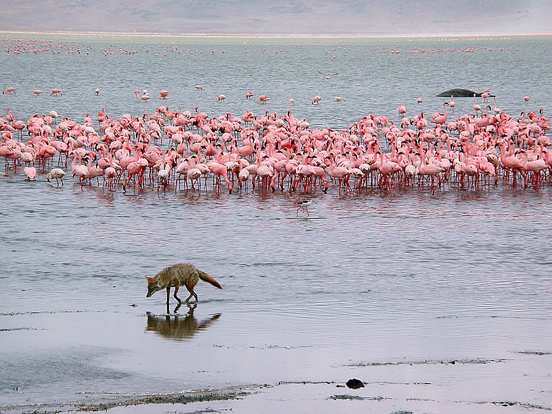 صورة:Wildlife in Ngorongoro.JPG