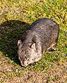 * Nomination Wombat in Wilsons Promontory National Park, Victoria, Australia --XRay 05:52, 12 January 2020 (UTC) * Promotion  Support Good quality -- Johann Jaritz 06:03, 12 January 2020 (UTC)  Support Good quality. --Tæ 14:18, 12 January 2020 (UTC)