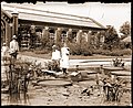 A woman standing on a leaf of Victoria cruziana in the lily pond in front of the Linnaean House of the Missouri Botanical Garden. A wooden plank and a towel is placed on the pad to prevent damage to the plant.