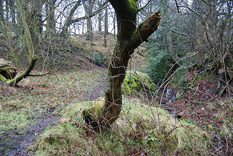 File:Woodland at the top of Moor Side Lane - geograph.org.uk - 2266863.jpg