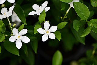 <i>Wrightia antidysenterica</i> Species of plant