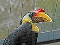 Buruşuk Hornbill RWD2.jpg