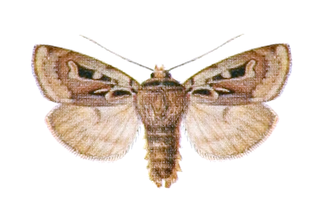 <i>Xestia wockei</i> species of insect