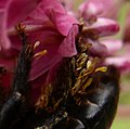 Pollinia of milkweed (Asclepias) on the legs of carpenteer bee (Xylocopa virginica)