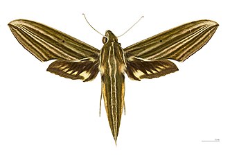 Xylophanes titana ♀