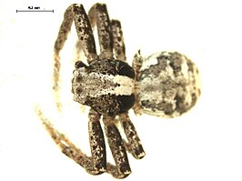 Psammitis labradorensis