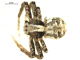 <i>Psammitis labradorensis</i> Species of spider