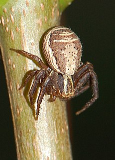 <i>Xysticus ulmi</i> Species of spider